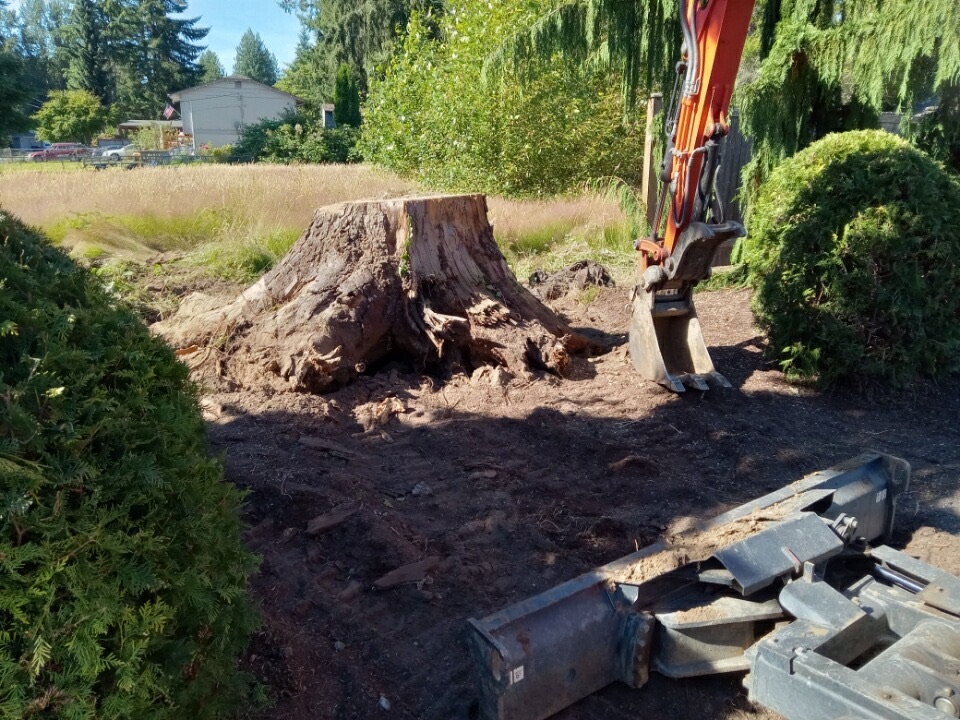 Large stump and root system exposed beside an excavator