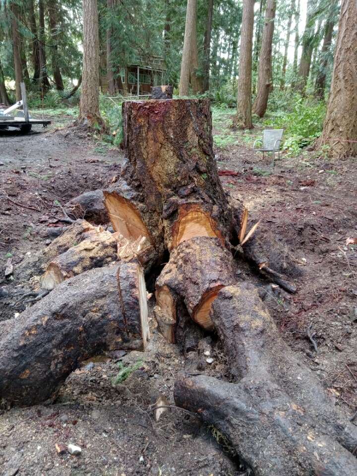 Large mature stump with thick exposed roots before removal