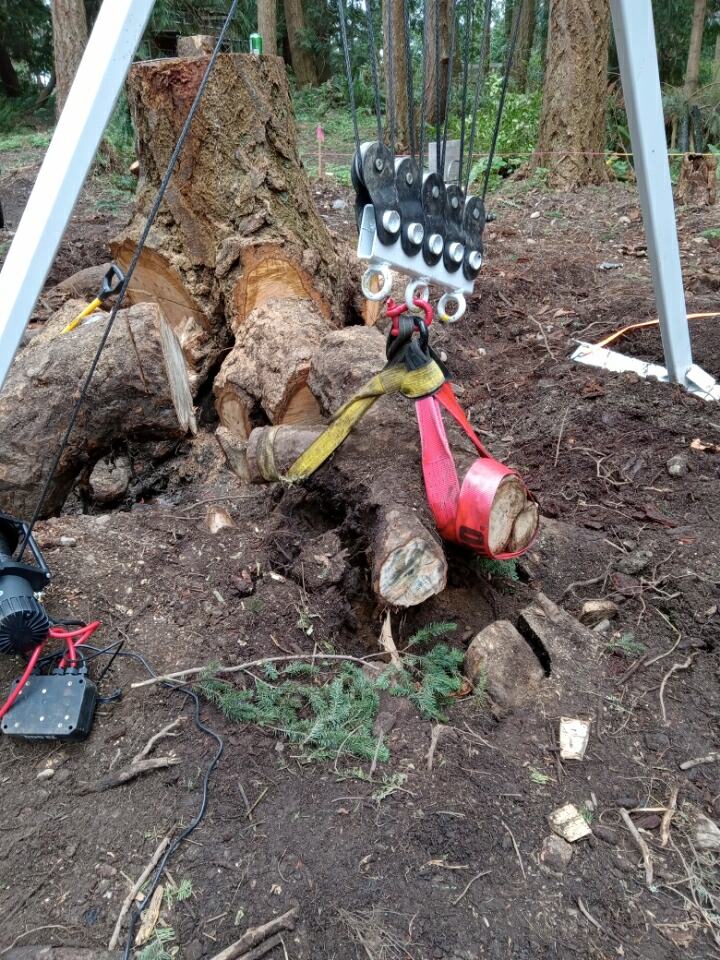 Heavy straps connected to cut stump roots beneath the pulley block